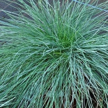 Festuca glauca 'Blauglut', Festuca glauca Blauglut, graminacee ornamentali vendita online, vendita festuca, vendita piante online, vendita graminacee online
