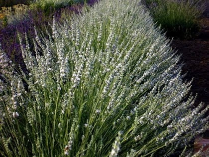 Piante di lavanda, pianta di lavanda, lavanda vendita, lavanda vendita online, lavanda offerta, lavanda hidcote white, vendita lavanda, vendita lavanda bianca, vendita piante online,