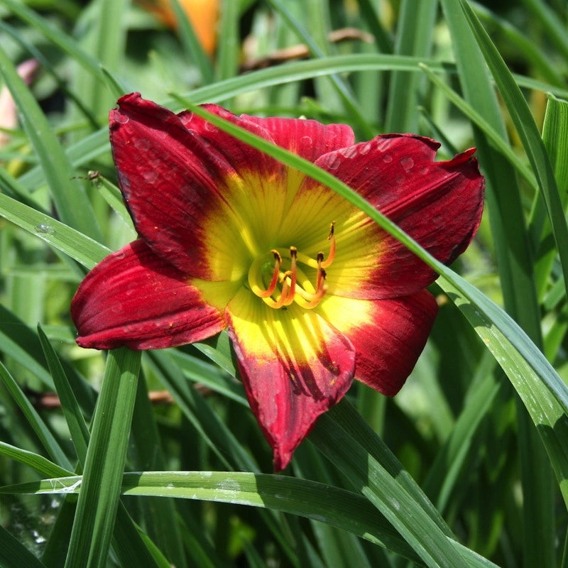 Hemerocallis Christmas Is emerocallide con fiori rosso scuro da giardino
