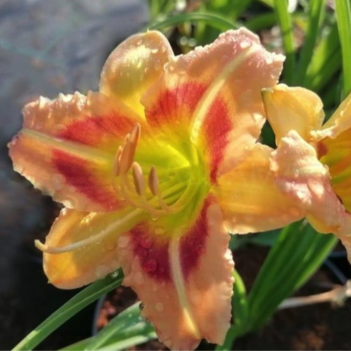 Hemerocallis London Eye emerocallide rosa con centro rosso da giardino