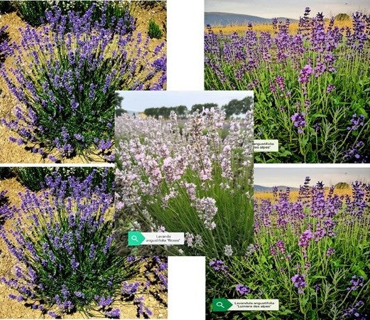 Lavande in offerta, vendita piante online, lavanda pianta, lavanda piante, lavanda piane online, offerta su piante di lavanda, lavanda pianta prezzo, prezzo piante di lavanda, aiuole con lavanda, lavanda per balcone