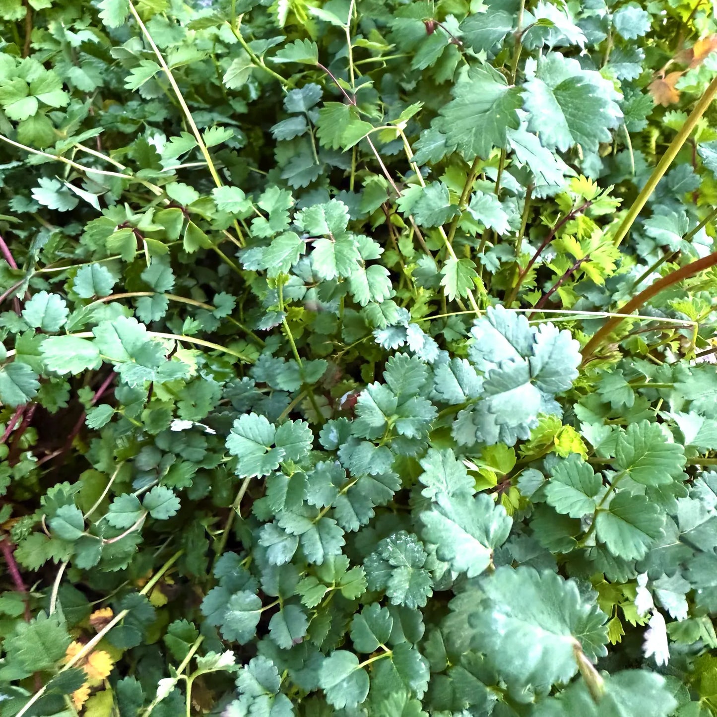 Pimpinella erba noce Sanguisorba minor pianta aromatica selvatica commestibile