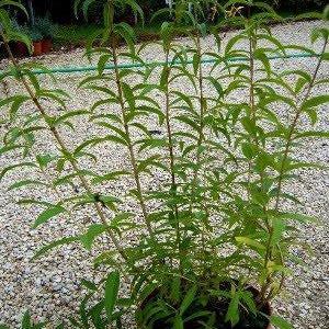 Cedrina - Erba Luigia - Verbena odorosa Pianta perenne al profumo di limone. Detta anche limoncina. Al sud Italia spesso viene piantata come siepe in quanto allontana le zanzare. Alle basse temperature perde le foglie e le rimette piuttosto tardi. Le sue foglie sono edibili e sono utilizzate per fare un liquore al sapore di limone. Vaso 14 cm