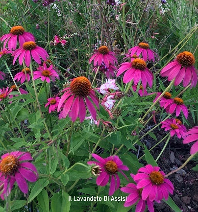 L'Echinacea angustifolia rosea Vaso 14 cm, è una specie di pianta perenne appartenente alla famiglia delle Asteraceae. È nota anche come Echinacea rosa e viene coltivata per i suoi fiori attraenti e per le sue proprietà medicinali. Questa pianta ha fiori rosa chiaro a forma di cono che sbocciano in estate e foglie verde scuro. Vendita echinacee, echinacee vendita online