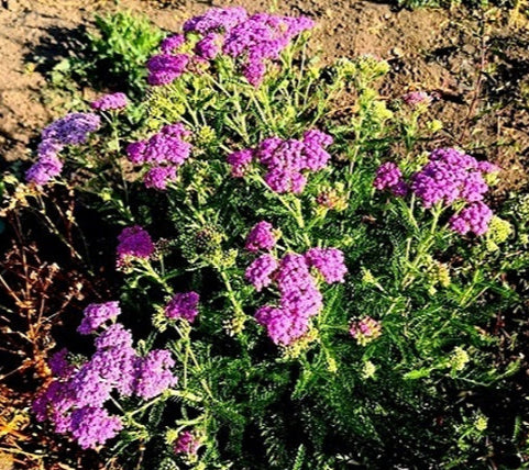 Achillea fuxia vaso 14 Bellissima achillea con fiori fuxia. Le achillee sono piante perenni molto robuste e a bassa manutenzione con lunghissime fioriture. Vendita piante online
