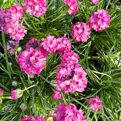 Armeria maritima ‘Abbey Deep Rose’ – Perenne sempreverde dai fiori rosa fuxia