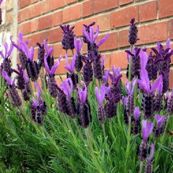 Lavanda stoechas vendita in vaso 18, fioritura ad aprile