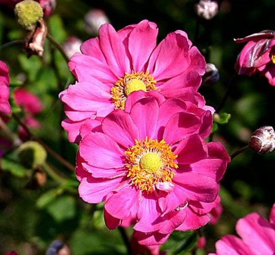 L'Anemone hybrida 'Pamina' è una pianta perenne caratterizzata da fiori semi-doppi di colore rosa intenso, simili a quelli delle peonie. Con un'altezza che va dai 60 ai 90 centimetri, questa varietà fiorisce dalla tarda estate all'inizio dell'autunno. Il fogliame verde scuro, a forma di cuore o palmato, offre un contrasto accattivante. Spesso coltivato per l'aspetto ornamentale, 'Pamina' è noto per attirare farfalle e api nel giardino.