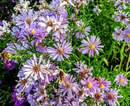 Aster novi belgi colore azzurro vaso 14 cm di diametro Gli aster sono piante perenni stupende che in autunno regalano fioriture eccezionali. Pianta vigorosa alta da 60 a 90 cm, resistente al gelo, al caldo e alla siccità, non hanno bisogno di cure, La sua fioritura avviene da metà settembre ad Ottobre, fiori simili alle marghetite, di coloro azzurro, cespugli alti.
