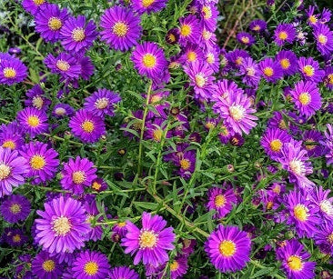 Pianta perenne molto vigorosa con ricchissima e appariscente fioritura da settembre ad ottobre. Le piante sono molto robuste e hanno pochissime esigenze. Resistono al gelo, alla siccità e al caldo intenso Vaso diametro 14