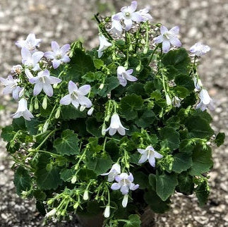Campanula carpatica a fiore bianco/azzurro chiaro. Bellissima piantina perenne tappezzante e rustica, fiorisce in primavera è sempreverde con foglioline piccole e graziose. Sopporta il gelo e il caldo. vaso 12
