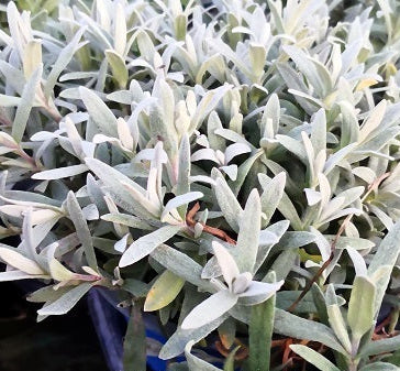 Cerastium tomentosum. Pianta perenne sempreverde tappezzante e ricadente con foglie argentate, altezza 10/15 cm fiori bianchi a aprile a giugno vive bene al sole ma anche nelle zone semi ombreggiate, è una pianta molto robusta, adatta ai muretti alle scarpate, davanti nelle aiuole, nelle balconiere, una piantina che cresce bene e a non ha bisogno di cure. Cerastium tomentosum vaso 14