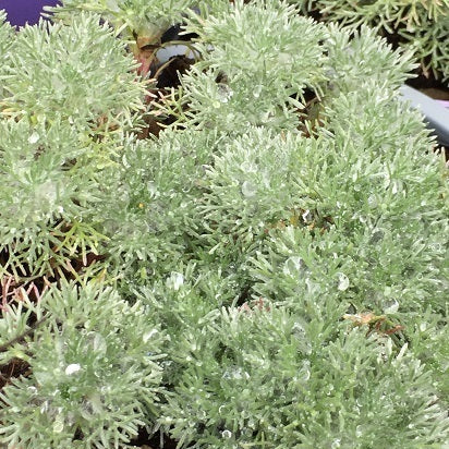 Cotula Hispida vaso 14 è una erbacea perenne rustica tappezzante,Ideale coltivata in giardini rocciosi o per ricoprire ampie superfici. Fiorisce da Giugno ad Agosto con dei bottoncini gialli.
