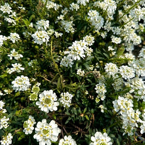 Iberis sempervirens – Perenne sempreverde tappezzante dai fiori bianchi primaverili