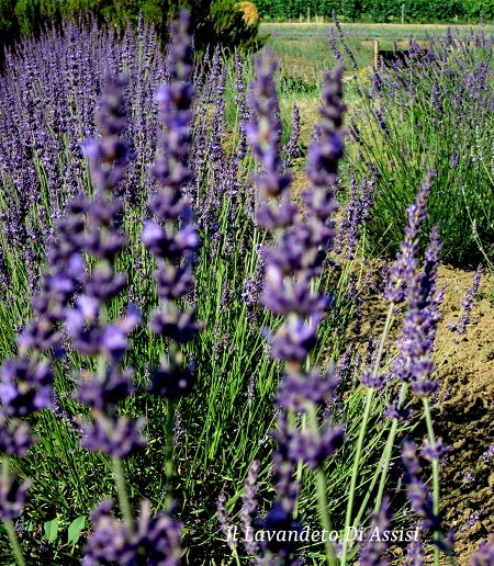 Lavanda intermedia ‘Julien’ – Lavanda perenne dai fiori viola blu profumati e portamento ordinato