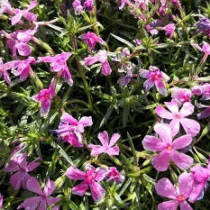 Phlox Subulata tappezzante fiori rosa scuro vaso 14 cm Bellissime piantine tappezzanti perenni, a forma di cuscino, resistenti al gelo e alla siccità, fioriture abbondanti e appariscenti in un periodo ancora di scarse fioriture ossia da metà marzo ad aprile e maggio. Phlox Subulata vaso cm 14