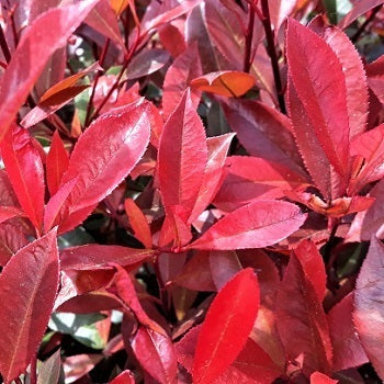 Photinia × fraseri ‘Red Robin’, arbusto sempreverde ornamentale con foglie rosso brillante e fiori bianchi primaverili
