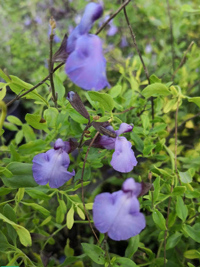 Salvia 'Cavaliero Celeste' Vaso 14. Salvia greggii / microphylla dall'Europa continentale. Questa pianta crea un cespuglio piccolo e compatto con bellissimi fiori lilla / blu. E' resistente anche al gelo, vive bene i piena sole o a mezz' ombra, adatta anche al vaso, come tutte le salvie da mictophylla.Altezza max 40/50