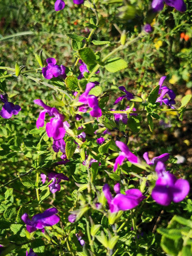 Salvia 'Christine Yeo' vaso diametro 14 cm. Pianta perenne a forma di cespuglio con un bel fogliame verde scuro opaco, semi-persistenti e molto profumate. Fiori tra viola (Non moltissimi) da maggio a novembre. Esposizione pieno sole o mezz' ombra, sopporta periodi di siccità, rustica -12°C.. Altezza e 50-60 cm. Consigliamo in luglio/settembre/marzo. Distanza tra da altre piante sui 60 cm Salvia con piccoli fiori viola, perenne con fioritura da aprile a novembre.