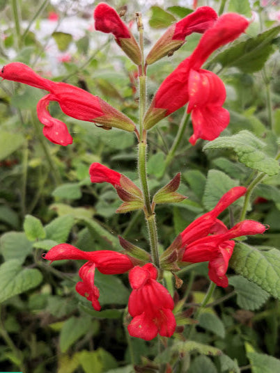 Salvia darcyi vaso 14. è una pianta perenne, fogliame grigio-verde molto profumato,pianta rustica e vigorosa, esposizione Sole o mezz'ombra il fiore è rosso-corallo appartiene alla famiglia delle Lamiaceae il suo periodo di fioritura è giugno - novembre raggiunge un'altezza massima di 80/90cm.
