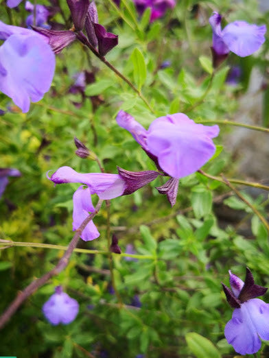 Salvia 'Otis' è una pianta perenne, una salvia ornamentale di piccole dimensioni e con fiori di un colore molto particolare. La salvia Otis ama stare al sole o a mezz' ombra. Fiorisce da Maggio fino a Novembre con dei fiori viola chiaro, è molto resistente al caldo e al gelo. Altezza circa 40 cm Vaso 14.