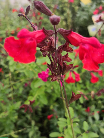 Salvia 'Cherry Queen' vaso 14. Pianta perenne a forma di cespuglio con piccole foglie ovali verde semi-persistenti e molto profumate. Fiori rosso/acceso da maggio a novembre. Esposizione pieno sole o mezz' ombra, sopporta periodi di siccità, rustica -12°C.. Altezza e 50-70 cm. Va spuntata spesso in quanto i fiori crescono sull' altezza dello stelo. Consigliamo in luglio/settembre/marzo. Distanza tra da altre piante sui 60 cm Salvia con grandi fiori tra il rosso, perenne con fioritura da aprile a novembre.