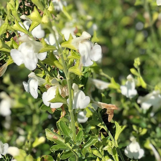 Salvia x jamensis La luna vaso 14. salvia da fiore ornamentale che ama l'esposizione soleggiata, fiorisce da maggio fino a novembre con dei fiori di colore giallo chiaro. Altezza massima di 80 cm.