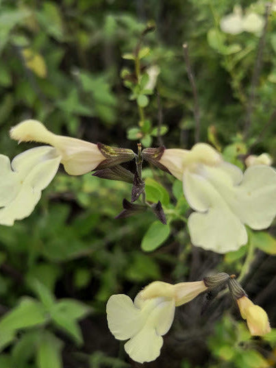 Salvia Trelissik in vendita in vaso diametro 14 cm, Pianta perenne a forma di cespuglio con piccole foglie ovali verde semi-persistenti e molto profumate. Fiori color panna da maggio a novembre. Esposizione pieno sole o mezz' ombra, sopporta periodi di siccità, rustica -12°C