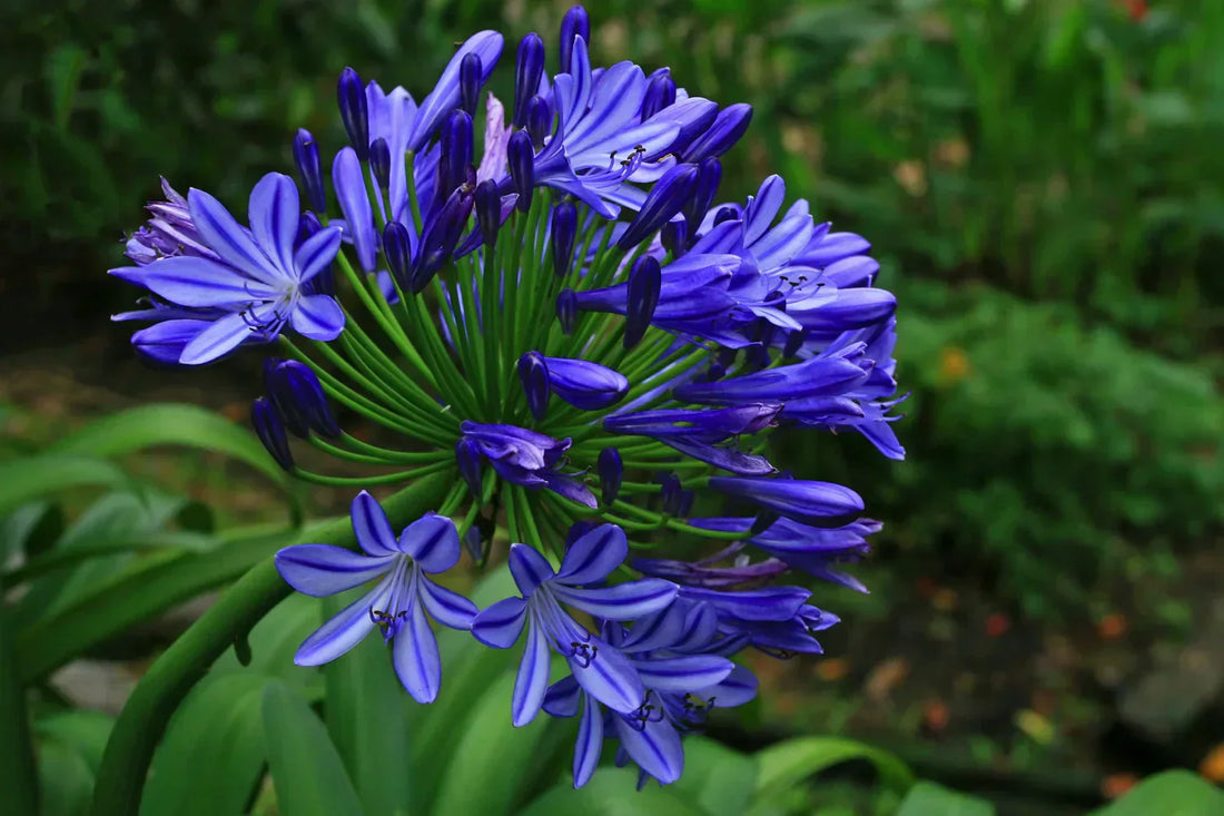 agapanthus pianta fiorita blu e bianco giardino estivo ornamentale