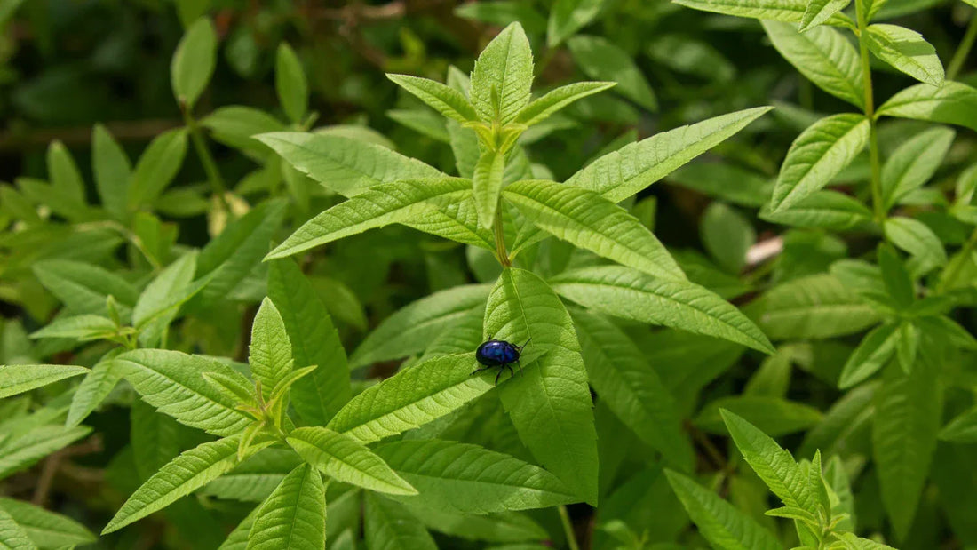 Erba Luigia (Cedrina, Lippia citriodora, Verbena odorosa): proprietà, liquore, coltivazione e utilizzi