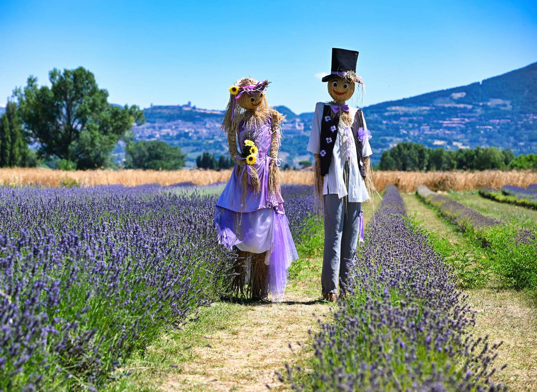 festa della lavanda 2026,  campi di lavanda in italia,  picnic lavanda,  lavanda in fiore estate, itinerario insolito Assisi, cosa vedere ad Assisi in 1 giorno, cosa visitare ad Assisi, attrazioni ad Assisi da non perdere