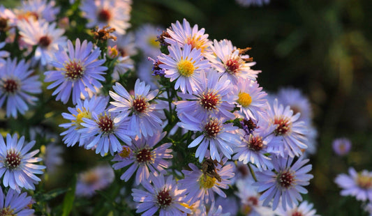 Fioriture autunnali perenni con Anemoni giapponesi, Aster, Salvie ornamentali, Gaure, Miscanthus e Cortaderia in un giardino ricco di fiori autunnali colorati.