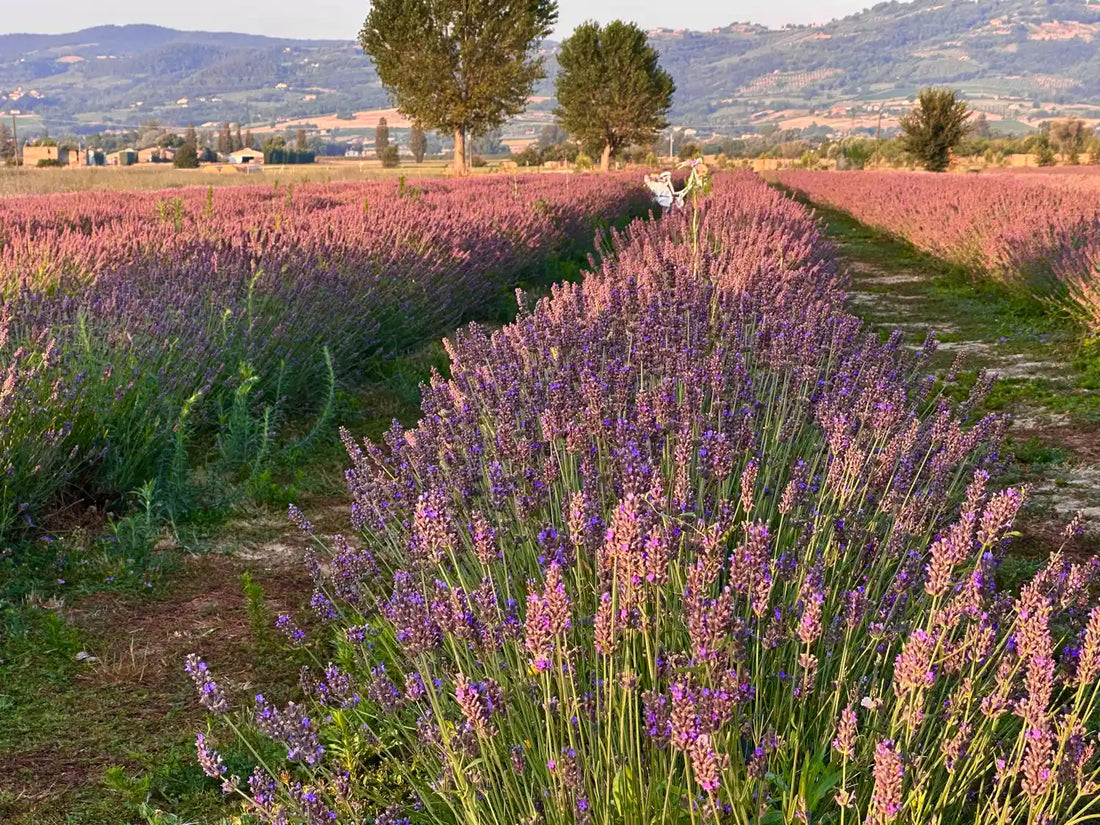 Lavanda intermedia Grosso lavandino campi di lavanda provenza fioritura viola