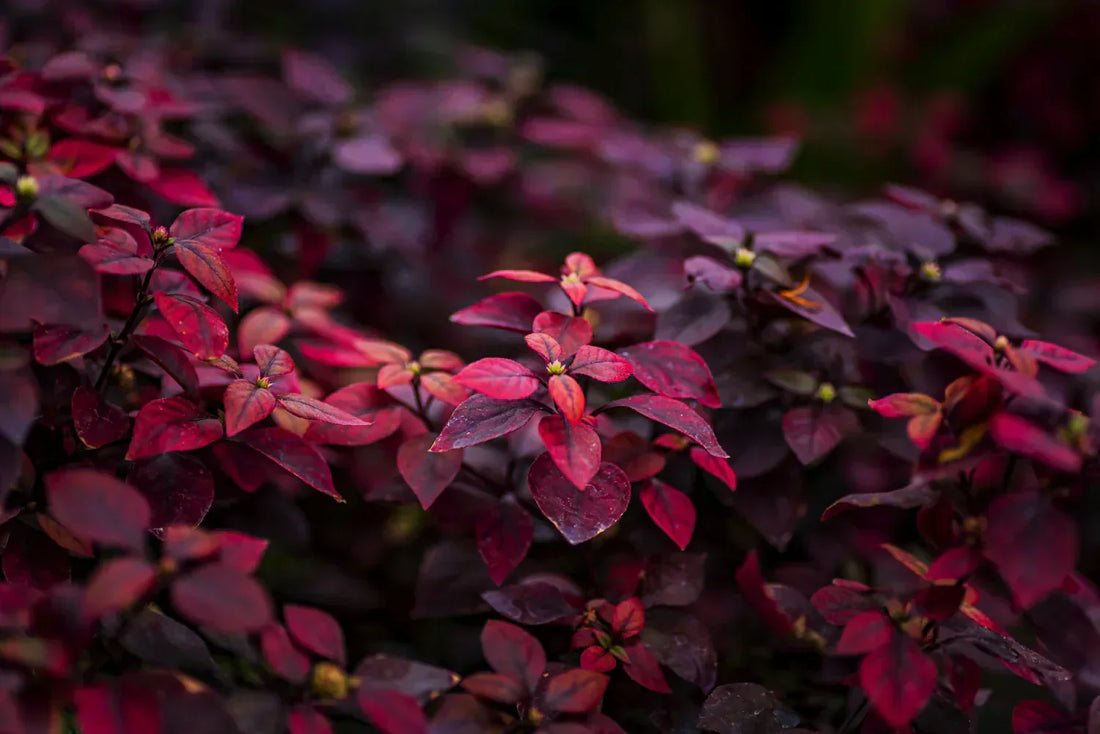 oropetalum chinense pianta ornamentale sempreverde con fiori rosa fucsia