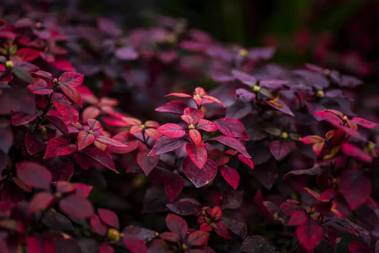 oropetalum chinense pianta ornamentale sempreverde con fiori rosa fucsia