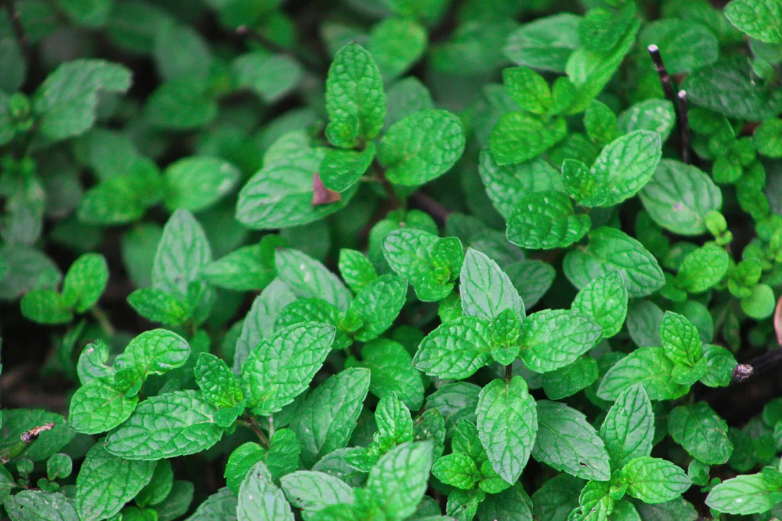 menta pianta aromatica coltivazione tipi di menta piperita romana glaciale foglie verdi vaso giardino