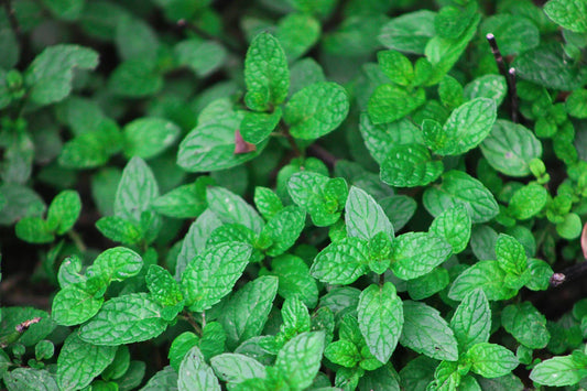 menta pianta aromatica coltivazione tipi di menta piperita romana glaciale foglie verdi vaso giardino