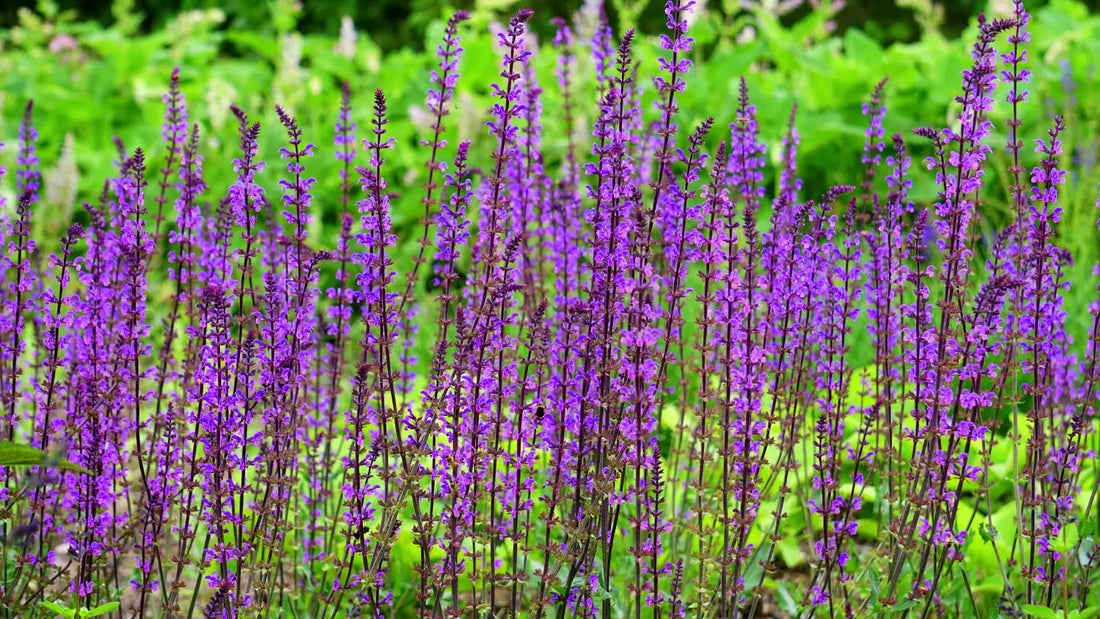 piante perenni erbacee perenni elenco piante da giardino resistenti fiorite coltivazione piante perenni
