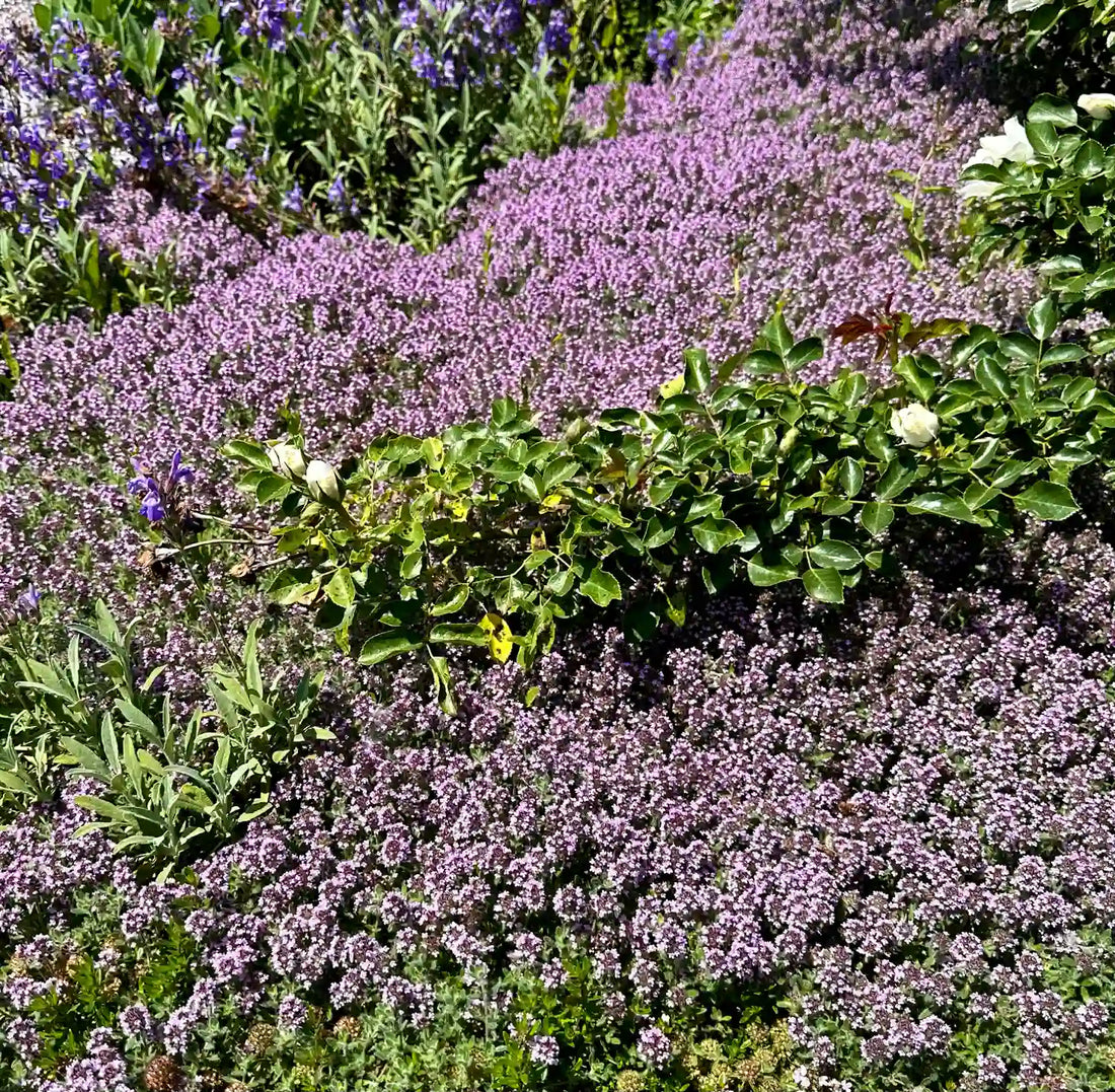 piante tappezzanti perenni coprisuolo fiorite per giardino aiuola