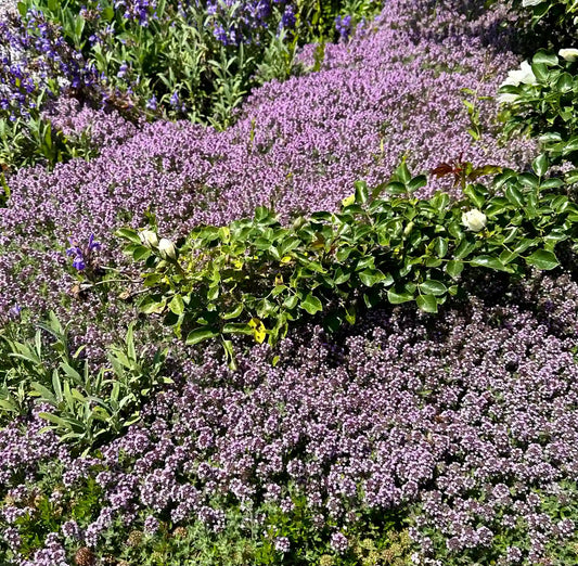 piante tappezzanti perenni coprisuolo fiorite per giardino aiuola