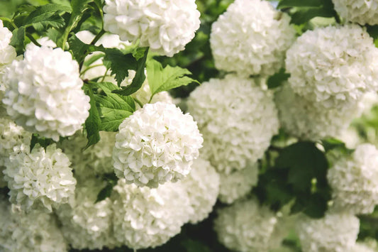 viburno pianta sempreverde siepe viburnum fioritura bacche ornamentali coltivazione giardino vaso