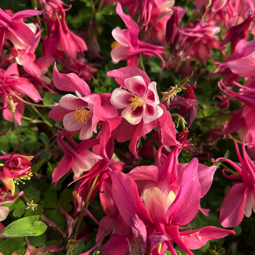 Aquilegia vulgaris 'Rosea' in fiore con corolle rosa pastello e foglie leggere, ideale per giardini romantici e bordure ombreggiate.

