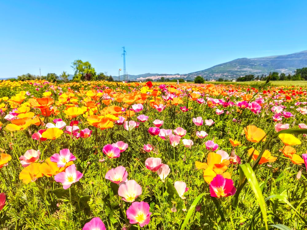 Cosa fare ad Assisi,  aprile Assisi Cosa fare Assisi maggio, festa della primavera, eventi Assisi, attrazioni Assisi, festa dei papaveri, campi di papaveri, escolzia, papaveri della California, Campi di papaveri da visitare, fioritura dei papaveri in Italia, cosa fare Perugia maggio 2025, eventi Perugia, Eventi in Umbria, Assisi aprile 2025