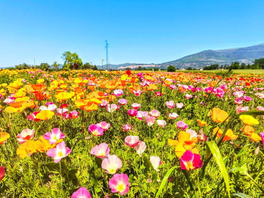 Cosa fare ad Assisi,  aprile Assisi Cosa fare Assisi maggio, festa della primavera, eventi Assisi, attrazioni Assisi, festa dei papaveri, campi di papaveri, escolzia, papaveri della California, Campi di papaveri da visitare, fioritura dei papaveri in Italia, cosa fare Perugia maggio 2025, eventi Perugia, Eventi in Umbria, Assisi aprile 2025