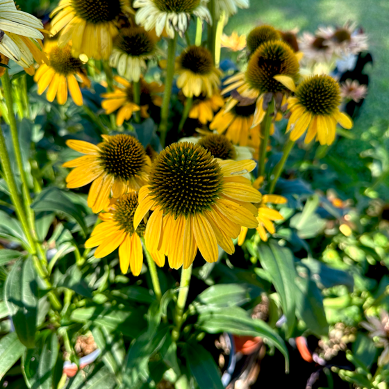 Echinacea 'Mellow' è una varietà con fiori distintivi a forma di margherita, composti da un disco centrale circondato da petali. I fiori di questa varietà sono di colore giallo. Le piante di Echinacea 'Mellow' presentano foglie verde scuro e possono raggiungere un'altezza compresa tra i 60 e i 120 cm. Questa varietà è conosciuta per attirare farfalle e api nei giardini, contribuendo alla salute degli ecosistemi locali.