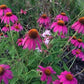 Echinacee vendita, vendita echinacea online, Echinacee  purpure little magnus, vendita echinacee online, echinacee vendita online