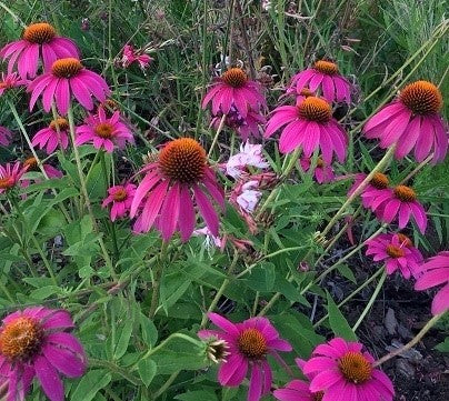 Echinacee vendita, vendita echinacea online, Echinacee  purpure little magnus, vendita echinacee online, echinacee vendita online