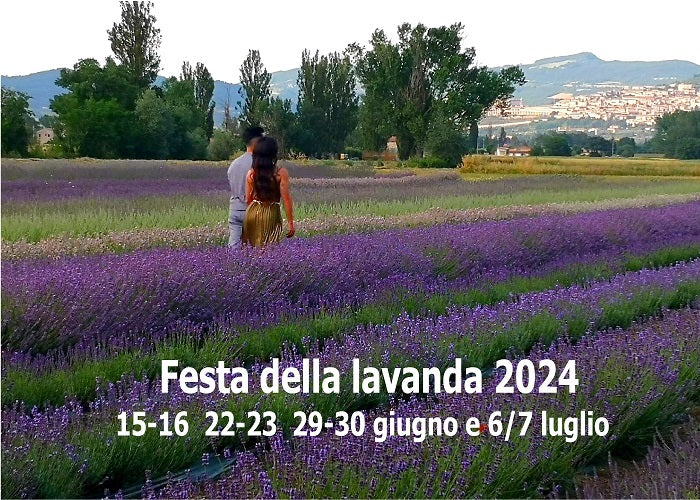 Festa della lavanda.  Festa della lavanda Italia. Festa della lavanda 2024.  Italia dove vedere la fioritura della lavanda Italia, festa della lavanda, festa della lavanda in Italia. lavanda vendita