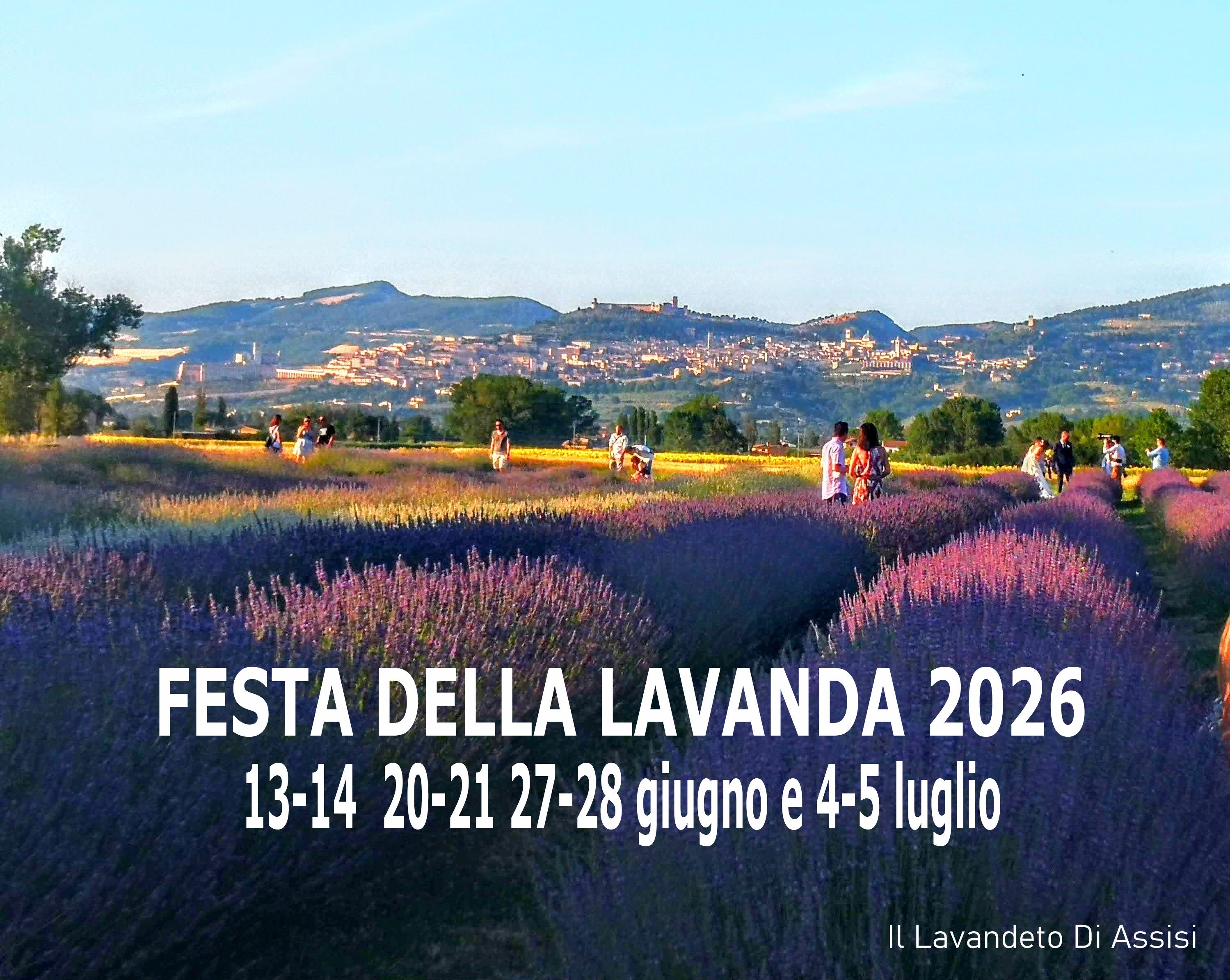 Carica il video: Festa della lavanda 2025. Campi di lavanda in Italia