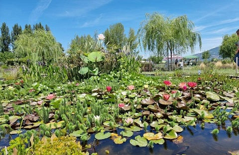 Giardino con laghetto ornamentale. Laghetto con ninfee